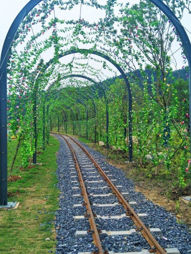 菊花茶的介绍 功效与作用