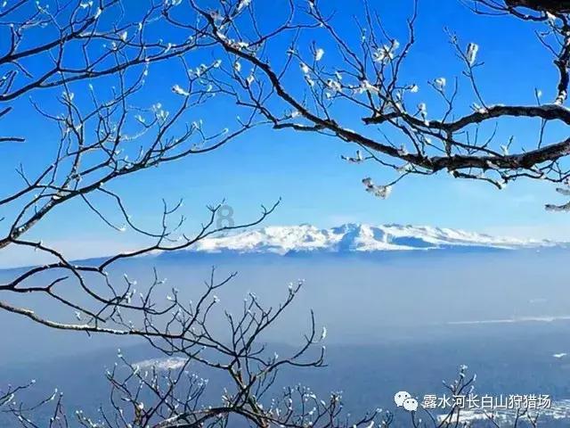 梦幻糖果森林逃生