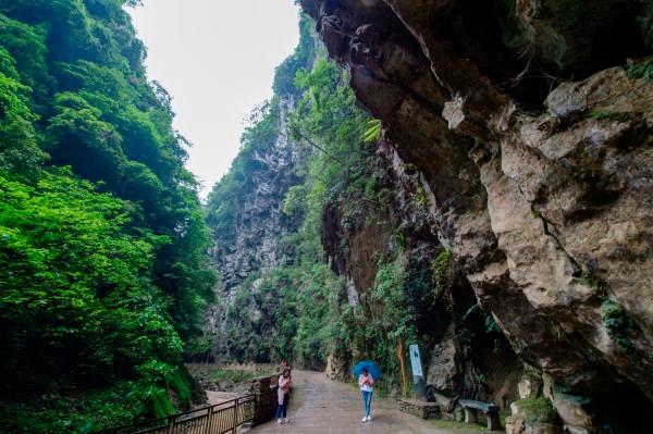 息烽县三友村:小香葱迎来大丰收
