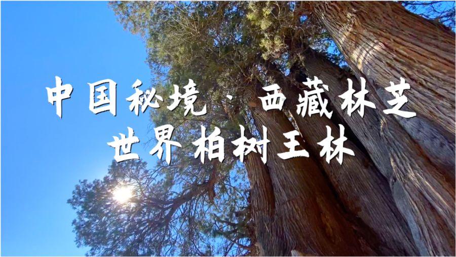 国华在线教育提早完成学业:职业发展的关键步骤与社会趋势